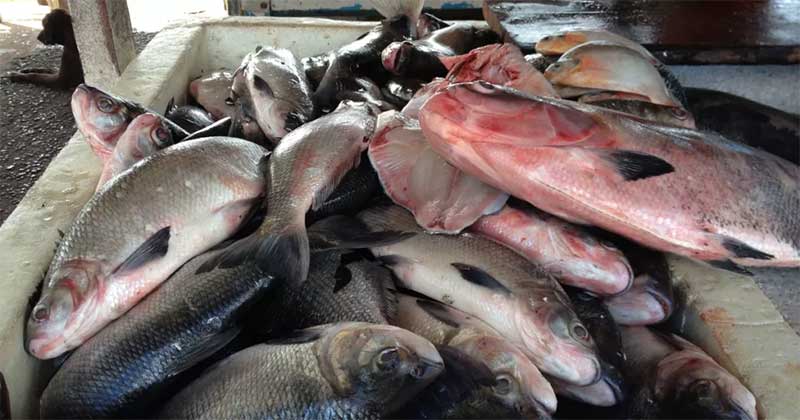 Maioria dos brasileiros opta por comprar peixes criados sem maus-tratos. Oi?