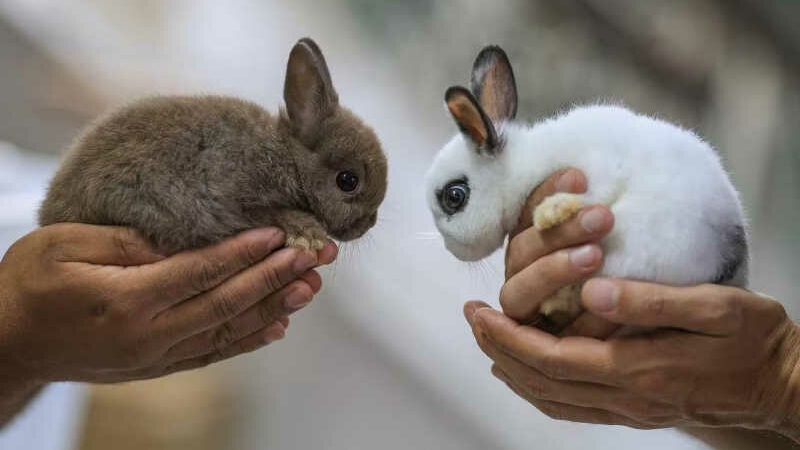 Lojas suspendem venda de coelhos para evitar abandono em massa após a Páscoa