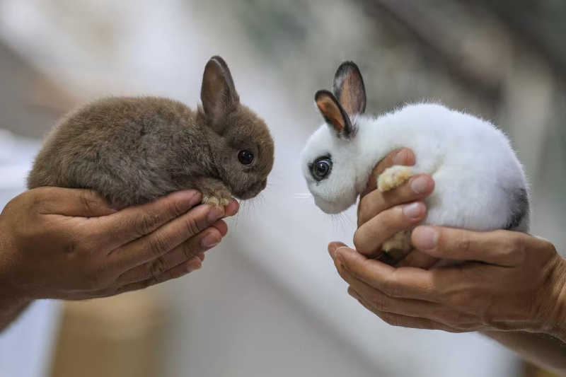 Lojas suspendem venda de coelhos para evitar abandono em massa após a Páscoa