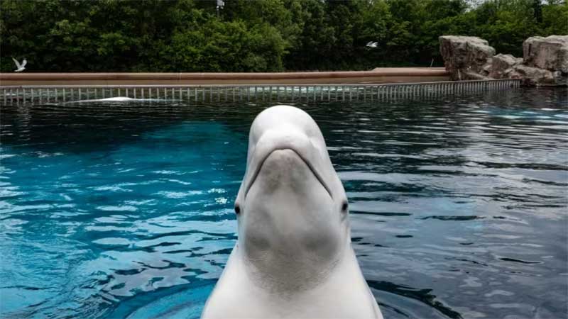 Canadá: mais 2 belugas mortas em parque de diversão marcando 17 mortes de baleias desde 2019