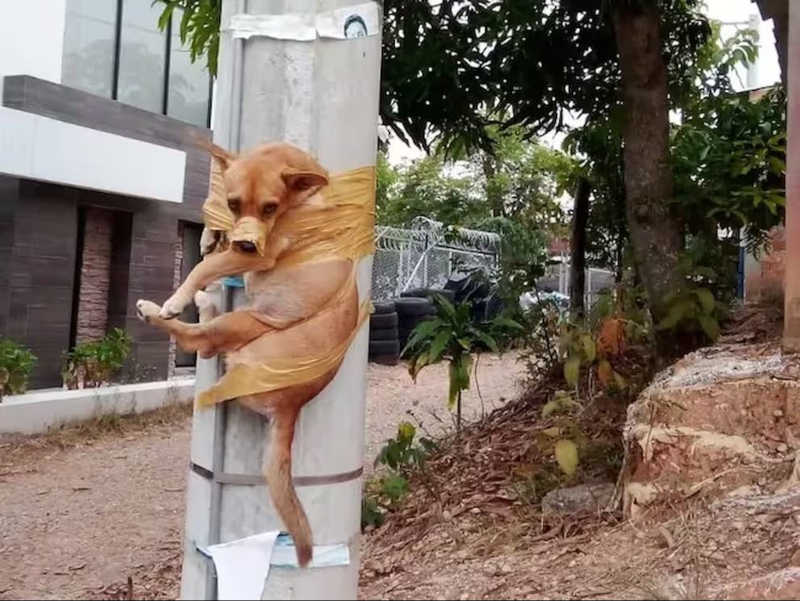 Cachorro é amarrado em um poste por ter feito suas necessidades em lugar errado