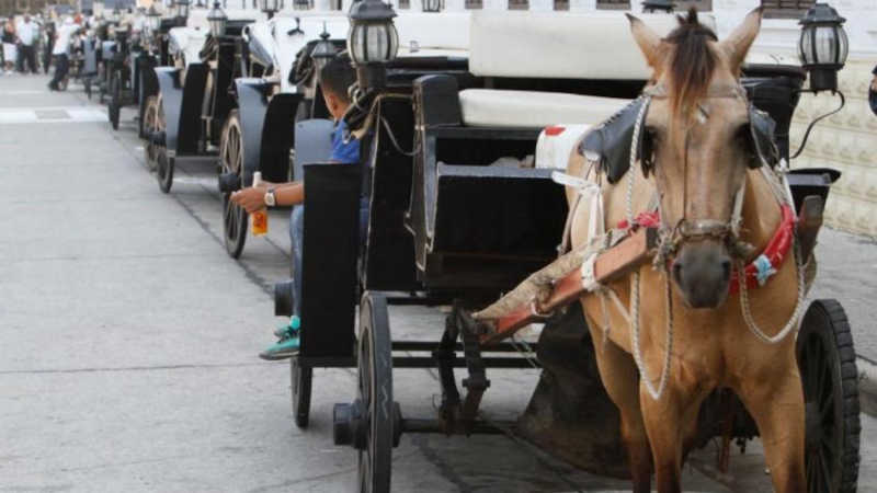 Colômbia: repúdio por morte de cavalo explorado para passeios de carruagem em Cartagena