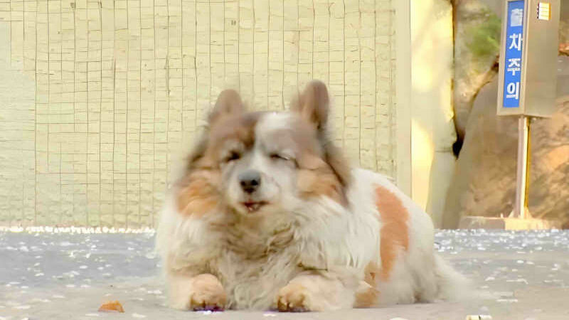 A incrível história de Bokshil: a cadelinha quase cega que esperou por sua família por mais de 10 anos