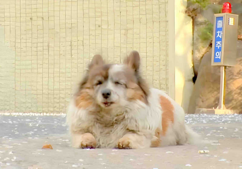 A incrível história de Bokshil: a cadelinha quase cega que esperou por sua família por mais de 10 anos