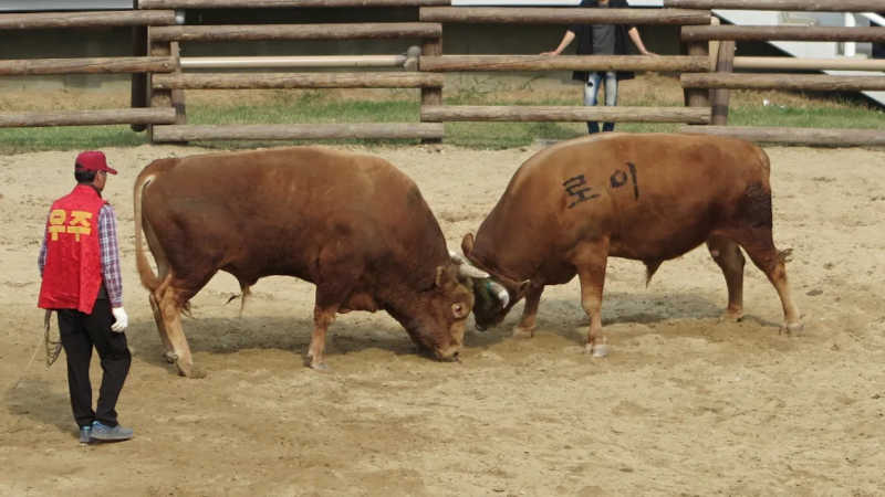 Ativistas criticam o plano de tornar as touradas patrimônio cultural da Coreia do Sul