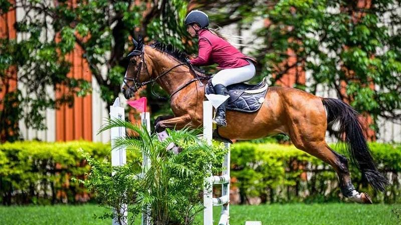 Cavalo bicampeão brasileiro fica esquelético ao ser colocado em haras no DF