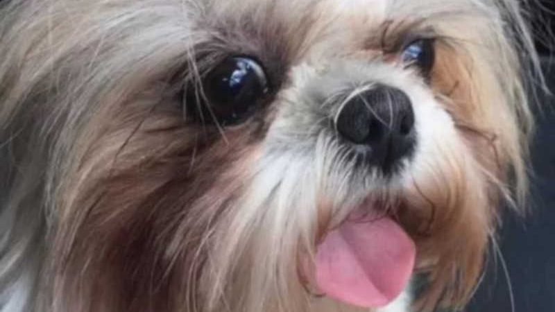 Homem suspeito de matar cães com bolinhos de veneno no Lago Sul vira réu no DF