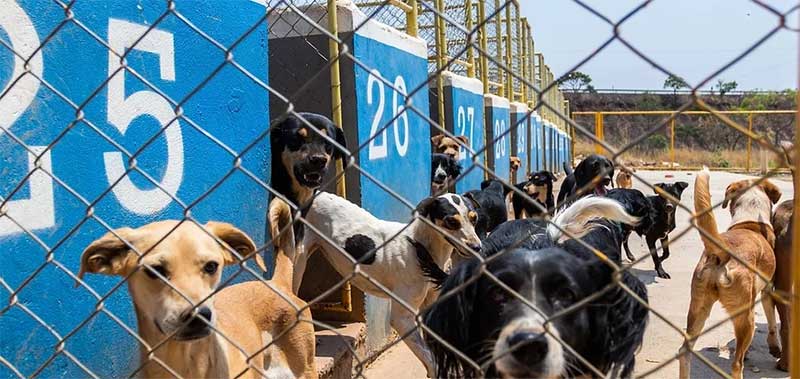 ONG que acolhe animais vítimas de maus-tratos no DF chega a 900 bichos e precisa de apoio