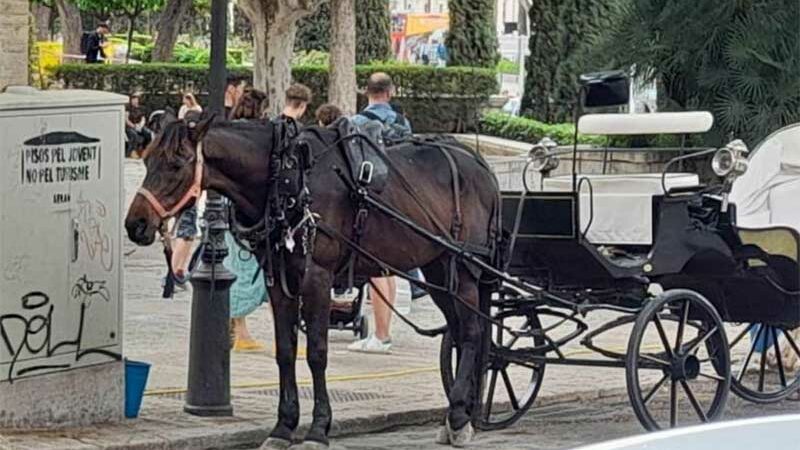 Espanha: denunciam que cocheiro circula com cavalos com licença cassada