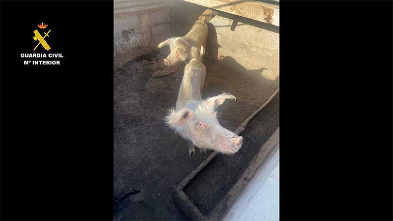 Descoberta macabra nas Ilhas Canárias: cerca de 200 animais desnutridos e restos queimados em três fazendas pecuárias