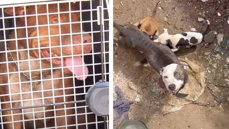 Tutor de pitbull que matou cadela em rua no ES é identificado pela CPI dos Maus-Tratos