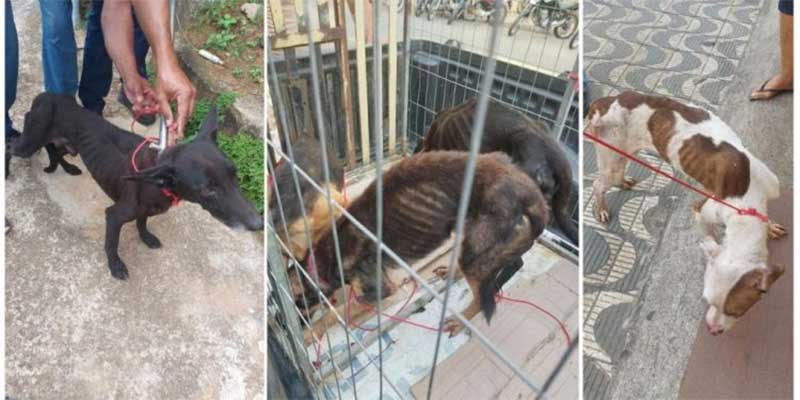 Polícia Militar resgata cães em situação de maus-tratos em Colatina, ES
