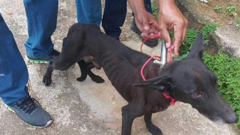 PM salva cães em situação de maus-tratos em Colatina, ES