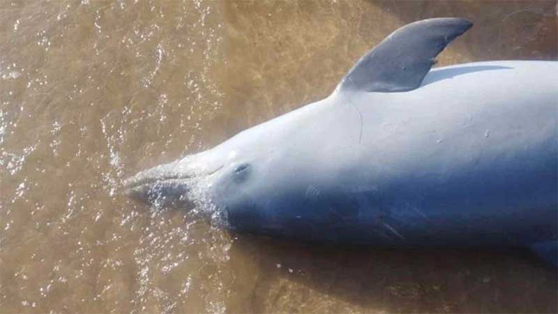 Boto-cinza é encontrado morto na praia de Nova Almeida