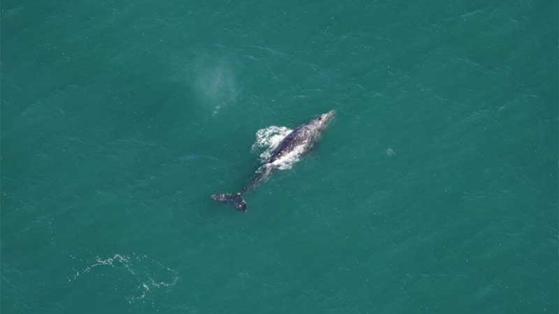Baleia-cinzenta avistada na costa leste dos EUA depois de 200 anos dada como extinta no Atlântico