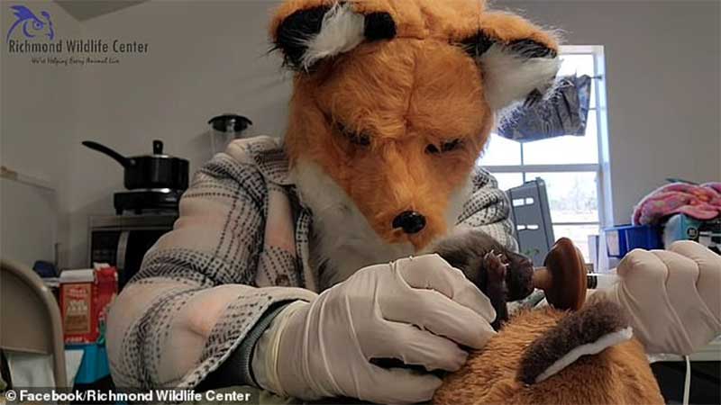 Funcionários de centro de vida selvagem fingem ser raposa para alimentar bebê órfão
