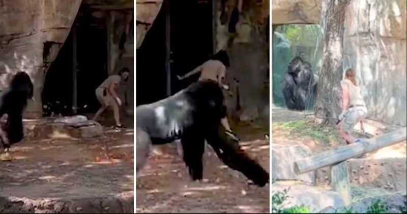 Vídeo mostra tratadores sendo perseguidos por gorila em zoológico nos EUA