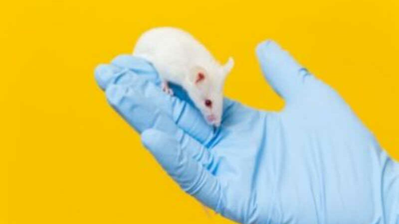 Harvard enfrenta denúncia ética em âmbito federal por decapitar ratos