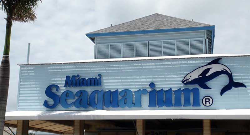 Despejo! Flórida rescindiu o contrato com o Miami Seaquarium por “violações significativas” contra a fauna marinha