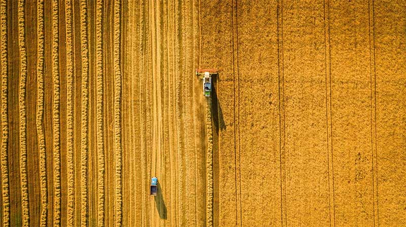 Agronegócio: novo documentário mostra o impacto ambiental das fazendas industriais