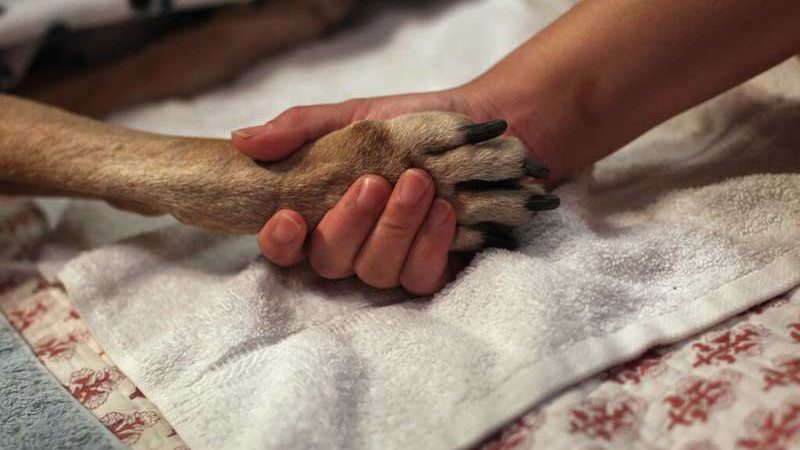 O Supremo Tribunal Judicial de Massachusetts pergunta: você tem a obrigação de eutanasiar um cachorro que está morrendo?
