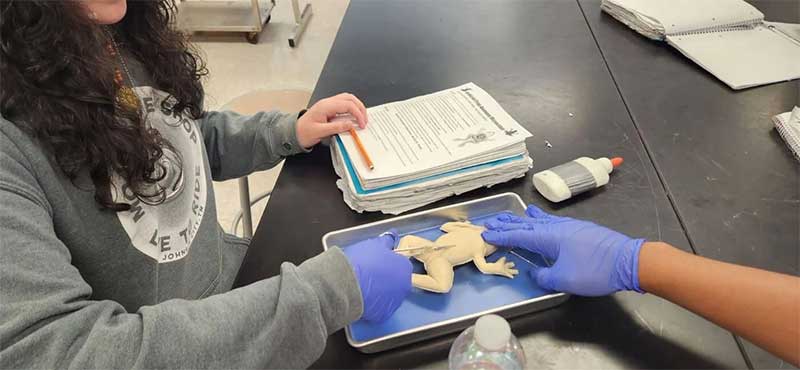 Alunos começam a dissecar um sapo, fornecido pelo programa piloto de dissecação da TeachKind Science, em 2023.
