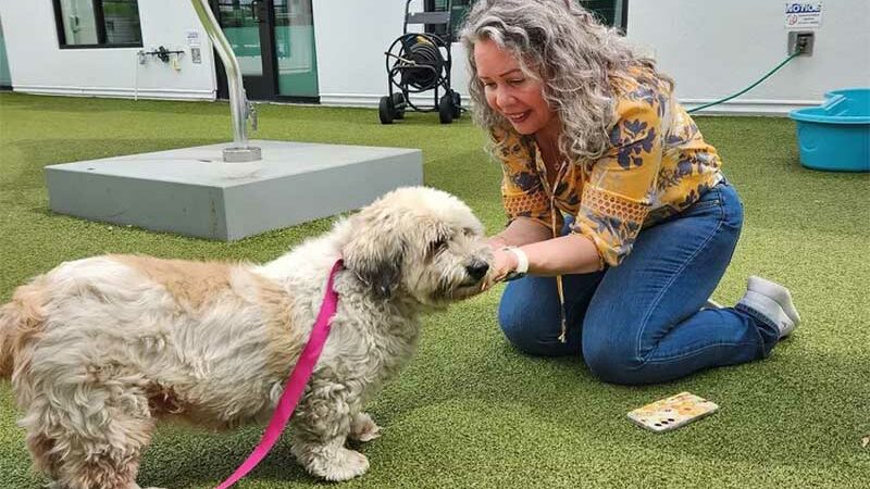 Tutora que ‘nunca perdeu a esperança’ se reencontra com seu cachorro 10 anos após o desaparecimento do animal