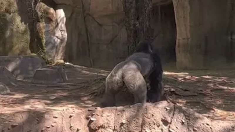 Gorila persegue tratadores e assusta visitantes de zoo; vídeo