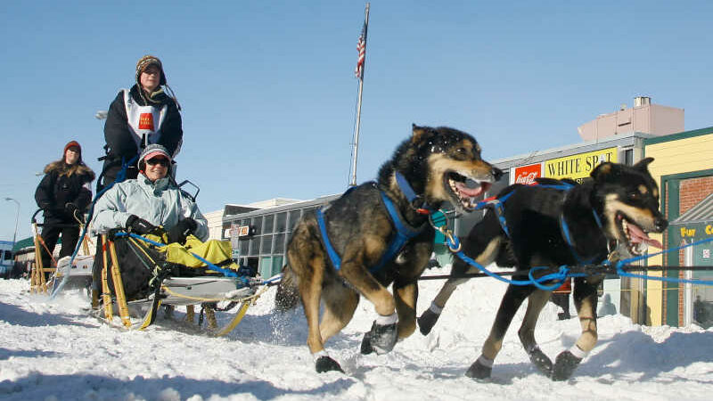 O número de mortos em Iditarod aumenta; cão desmaia e morre durante a corrida