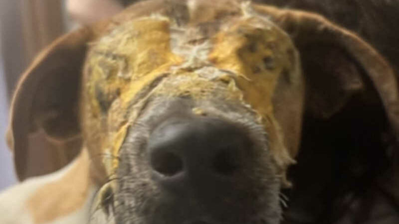 EUA: monstros cruéis pulverizam espuma nos olhos do cachorro