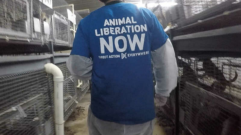 EUA: acusações contra ativistas são rejeitadas e caso do resgate de beagles da Ridglan Farms foi arquivado