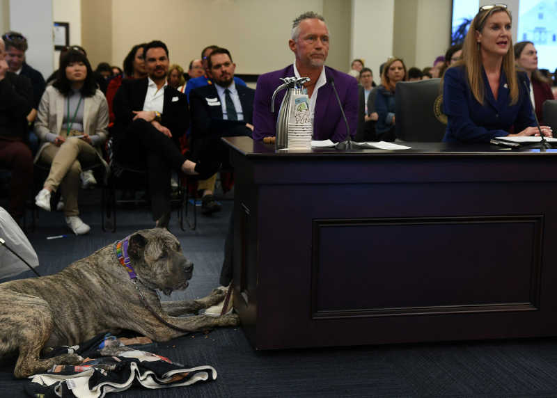 Ethan, um cão resgatado, ouve a deputada Susan Witten, Republicana de Louisville, à direita de seu dono, Jeff Callaway, de Louisville, discutir o Projeto de Lei 258 da Câmara, um ato relacionado à tortura de cão ou gato. O depoimento fez parte da reunião do Comitê Judiciário da Câmara, em 21 de fevereiro de 2024. Foto: LRC Informações públicas