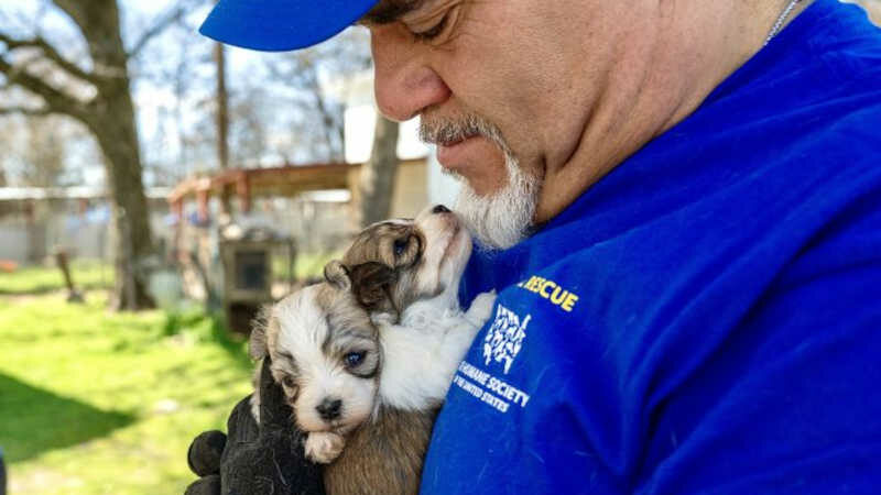 250 cães resgatados de suposta crueldade em duas fábricas de filhotes em Milburn, EUA