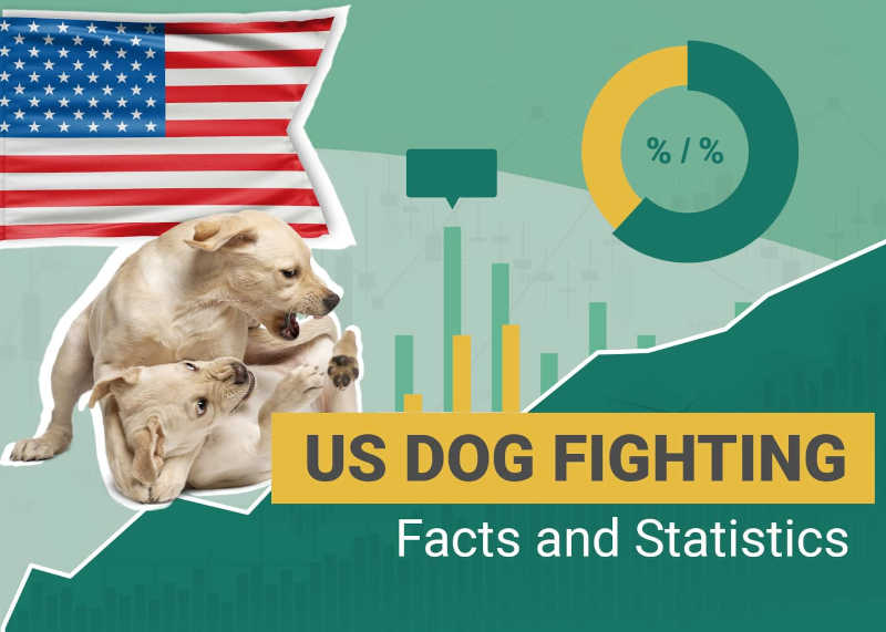 13 estatísticas chocantes das brigas de cães e fatos para conhecer em 2024