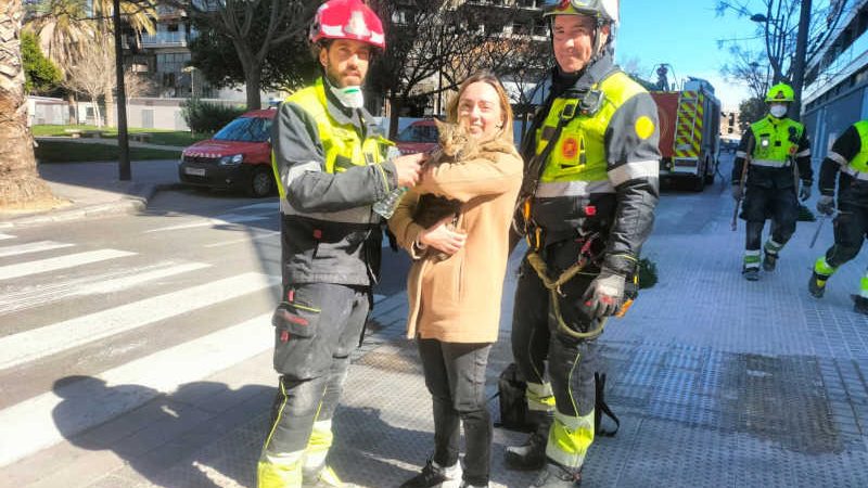Gato é encontrado uma semana após incêndio em Valência e reúne-se com a tutora; vídeo