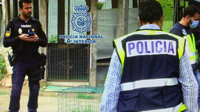 Dez meses de prisão para os organizadores de rinhas de galos na Espanha