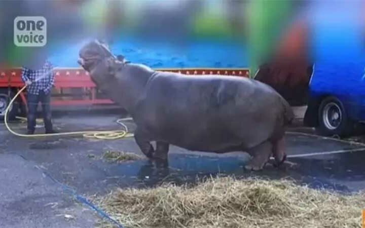 O maior hipopótamo da Europa, prestes a ser libertado do circo onde mal sobrevive após 30 anos dormindo num caminhão