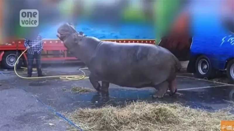 O maior hipopótamo da Europa, prestes a ser libertado do circo onde mal sobrevive após 30 anos dormindo num caminhão