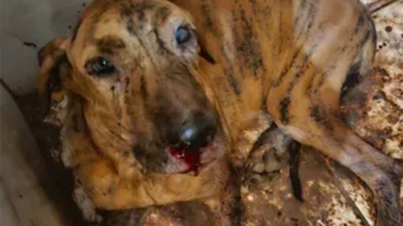 Dono de casa noturna suspeito de maus-tratos a cachorro é preso em flagrante em Goiânia
