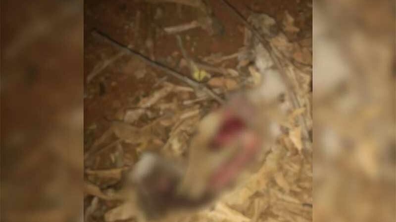 Jovem faz cartazes para localizar cachorrinha perdida em Anápolis (GO) e encontra animal cortado ao meio