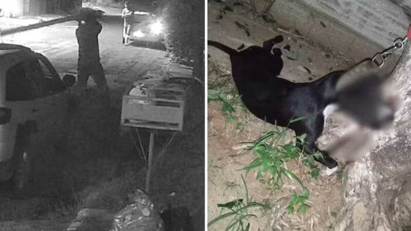 Vídeo mostra quando homem mata pitbull preso em árvore a pauladas em GO; imagens são fortes