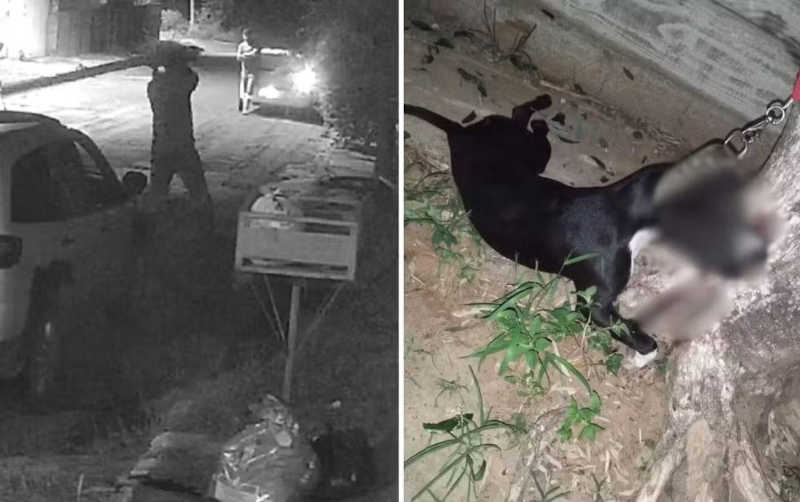 Vídeo mostra quando homem mata pitbull preso em árvore a pauladas em GO; imagens são fortes