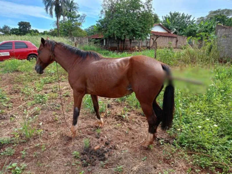 Égua tem pedaço de madeira enfiado no órgão genital em Quirinópolis, GO