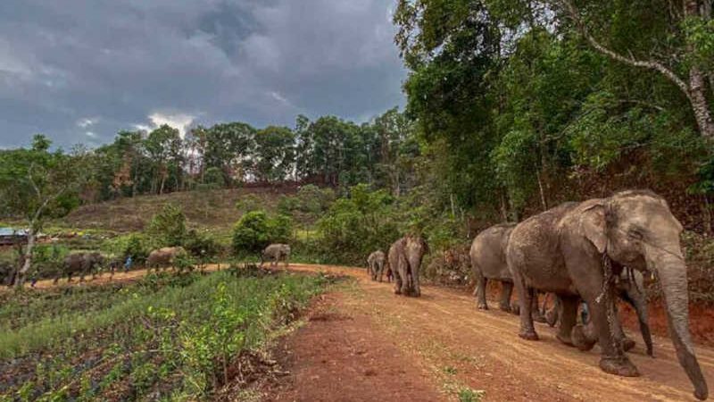 Pesquisadores descobrem emocionante rito fúnebre para os filhotes de elefantes