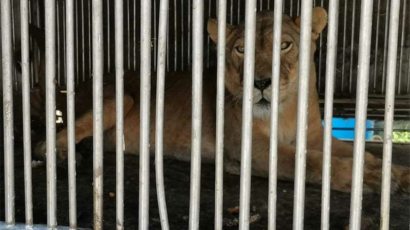 Autoridades mexicanas encontram uma leoa dentro de uma oficina mecânica