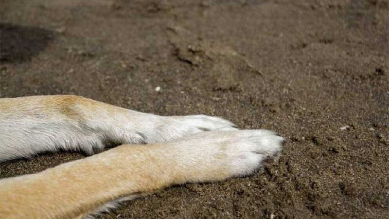 Patrulha ambiental atropela um cachorro e foge em Pachuca, no México