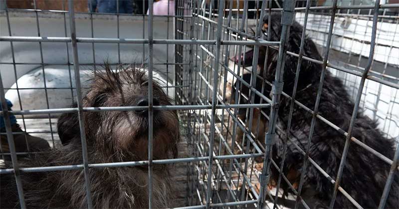 Proposta cria Procuradoria contra o Abuso de Animais na Cidade do México