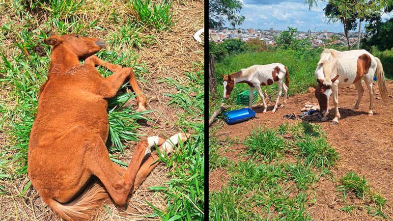 Três cavalos desnutridos e um morto são encontrados pela Polícia Civil de Araxá, MG