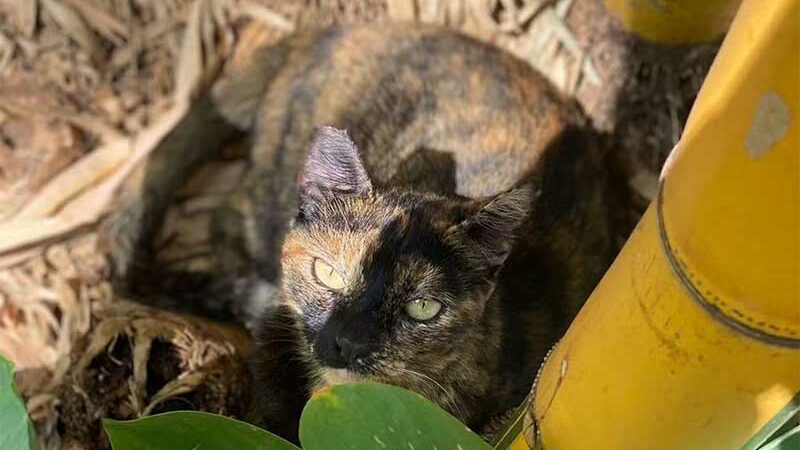 Mais de 300 gatos vivem hoje no Parque Municipal de BH; animais são protegidos há 20 anos por voluntários