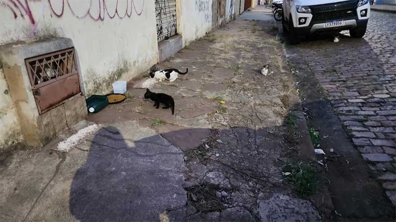 Vereadora volta a denunciar desmonte de colônia de gatos em Uberaba, MG